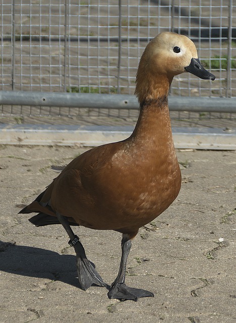 从此次风波