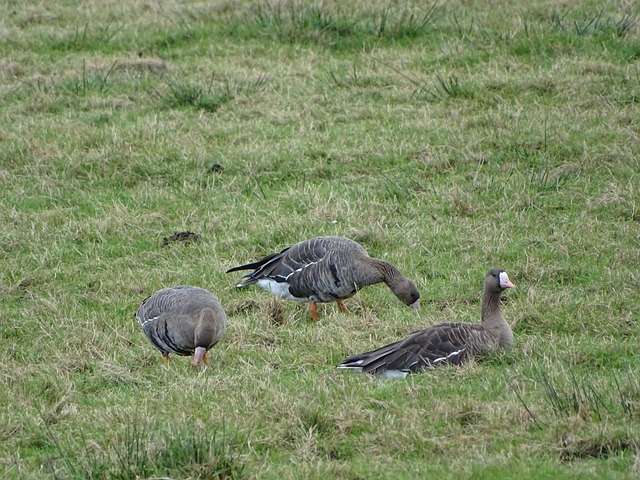 魯尼表示梅西加盟美職聯是“偉大的”.